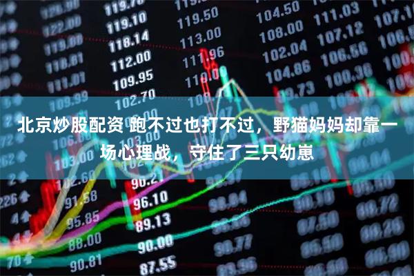 北京炒股配资 跑不过也打不过，野猫妈妈却靠一场心理战，守住了三只幼崽