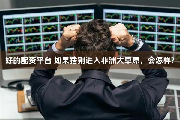好的配资平台 如果猞猁进入非洲大草原，会怎样?