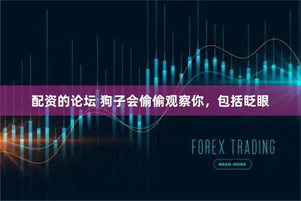配资的论坛 狗子会偷偷观察你，包括眨眼