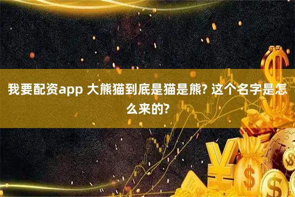 我要配资app 大熊猫到底是猫是熊? 这个名字是怎么来的?
